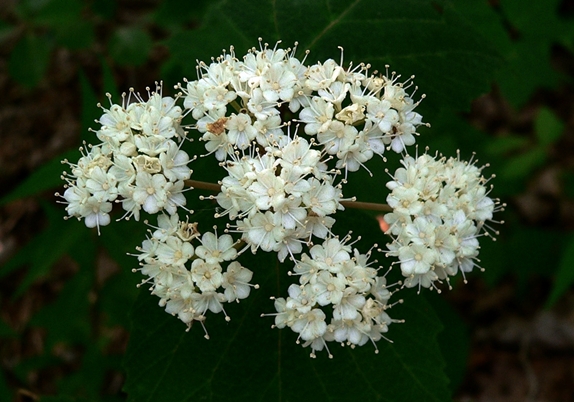 {Viburnum acerifolium}